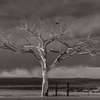 Geraint Smith | Taos Lone Tree, "The Welcome Tree" | photographic print | 10.75" x 16.75" Framed, 18" x 24" | 100% donation by the artist | Starting Bid $500, Buy it Now Price $800